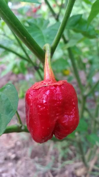 7 Pot Bubblegum - Seeds - The Pepper Pantry (Formerly Marie Sharp's)